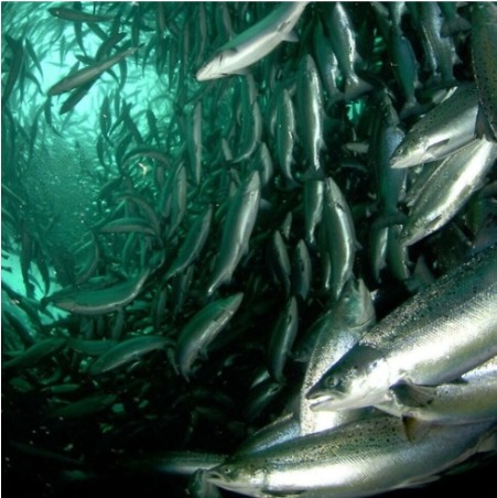 Efectos al pasar el cursor sobre la imagen