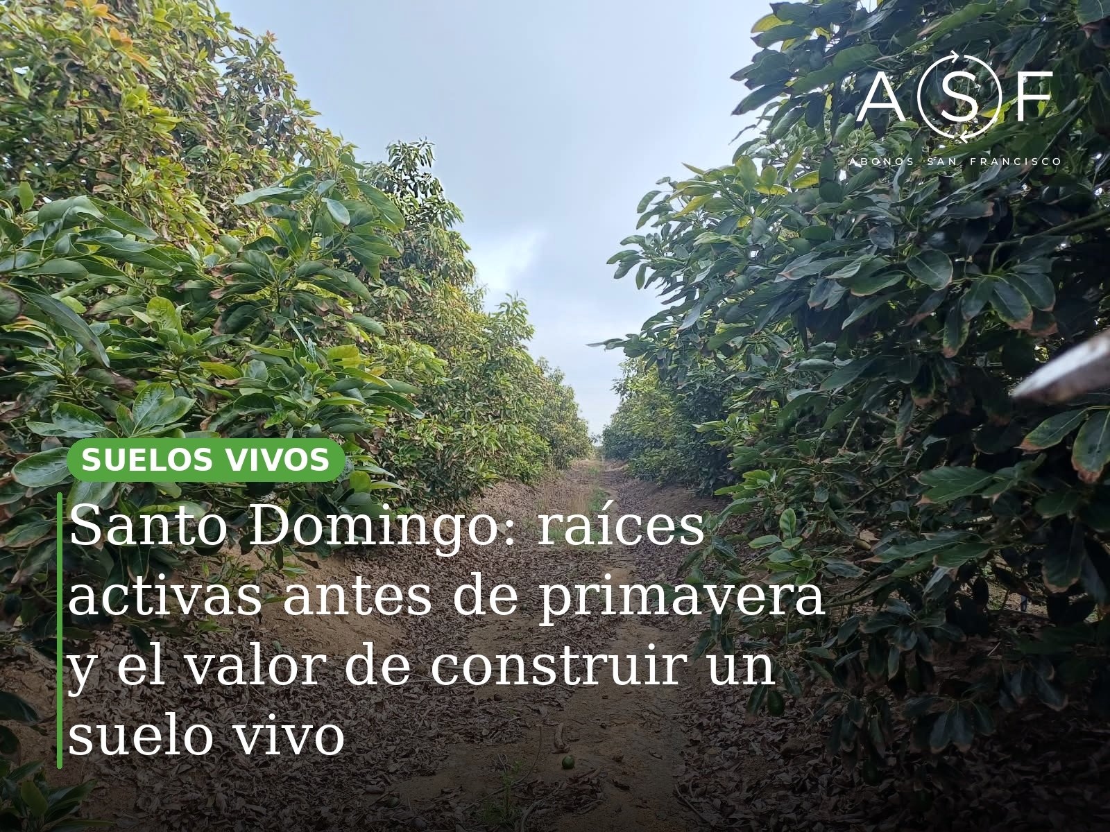 Santo Domingo: raíces activas antes de primavera y el valor de construir un suelo vivo