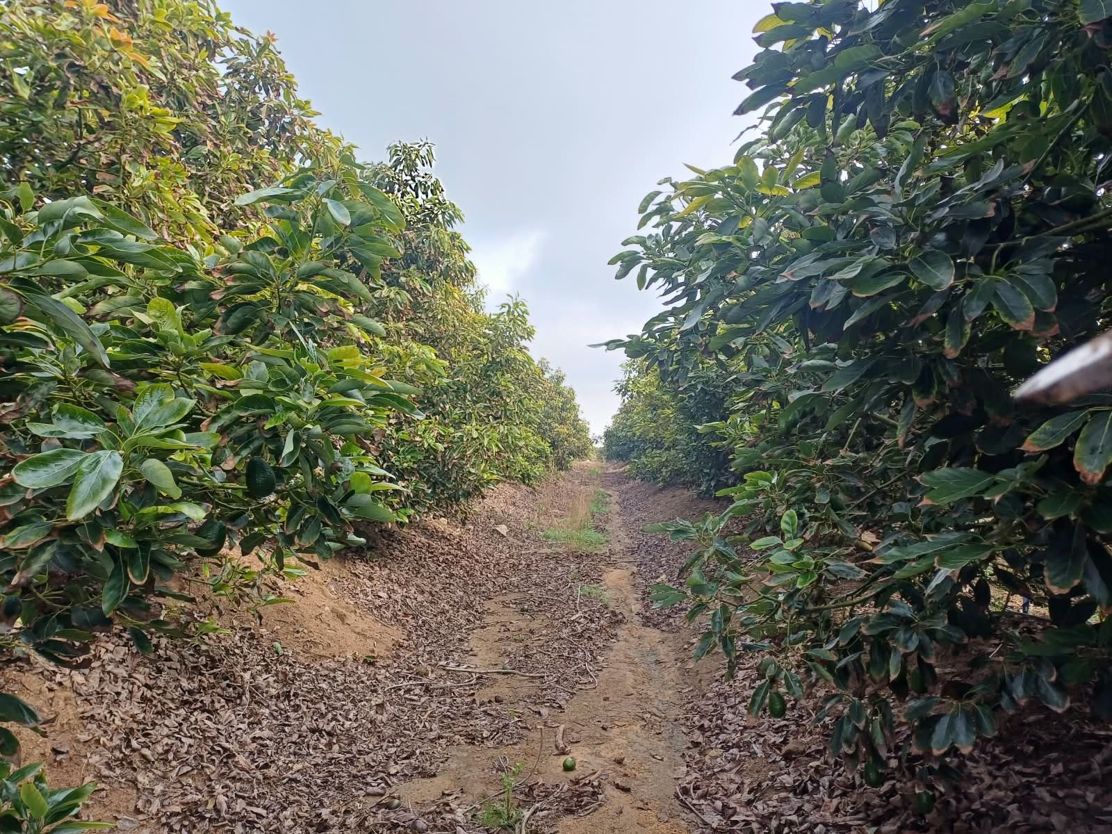 Raíces activas en huerto de paltos de Santo Domingo