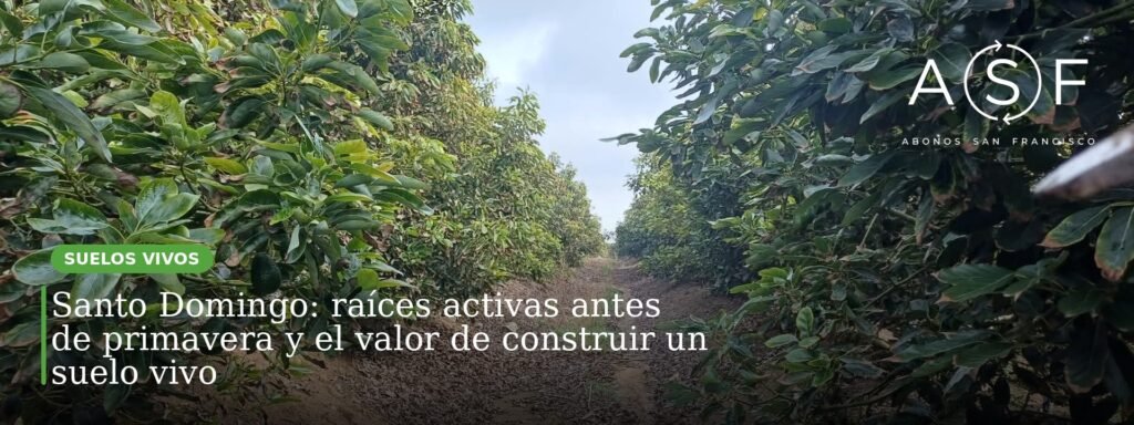 Huerto de paltos en Santo Domingo con estrategia de Suelo Vivo de Abonos San Francisco