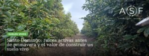 Huerto de paltos en Santo Domingo con estrategia de Suelo Vivo de Abonos San Francisco